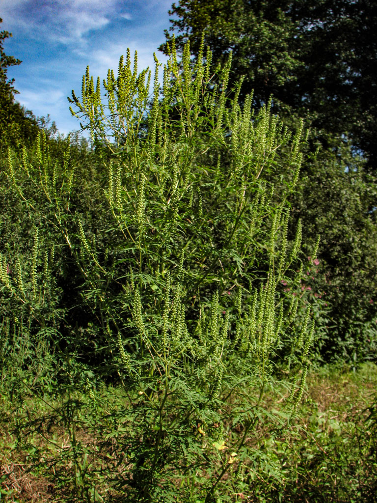 Als Österreichischer Polleninformationsdienst sehen wir uns in der Pflicht zum Wohl der Pollenallergiker beizutragen und möchten mit dem Ragweed Finder Hotspots lokalisieren und im besten Fall helfen zu bereinigen. Bitten helfen Sie dabei dieses Ziel zu erreichen! © www.ragweedfinder.at